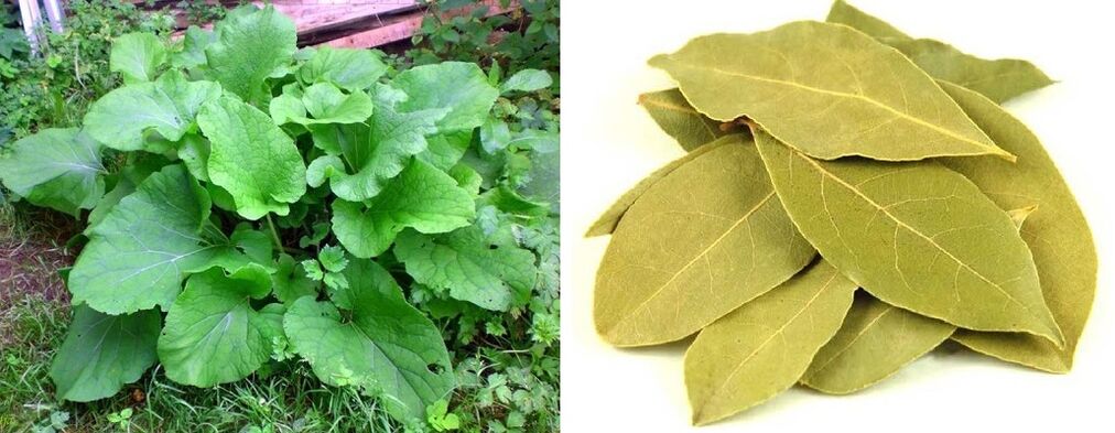 burdock and bay leaves for joint pain