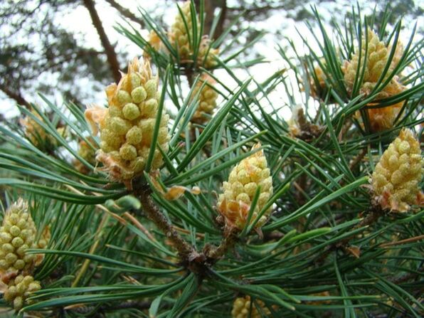 Pine shoots in the fight against cervical osteochondrosis.
