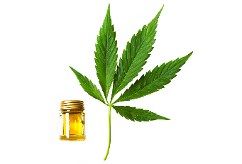 the hemp oil in the composition of Cannabis oil